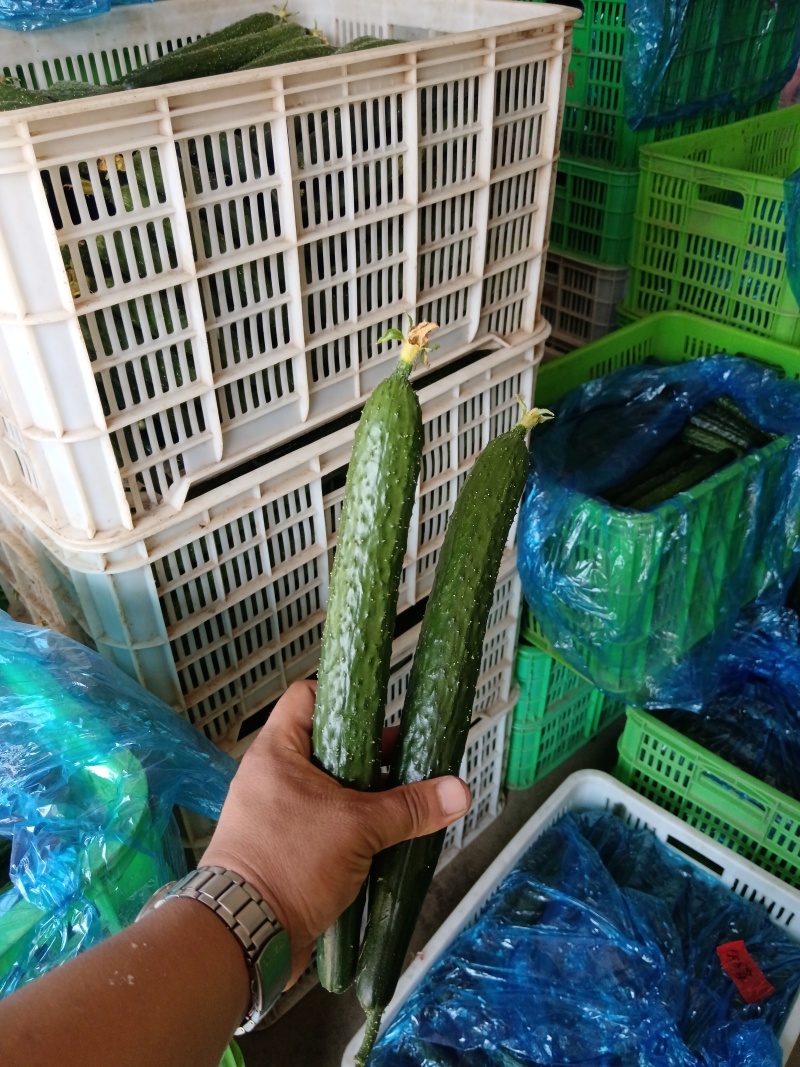 山东黄瓜蜜刺，顶花带刺，大量供应一手货源，支持全国发货