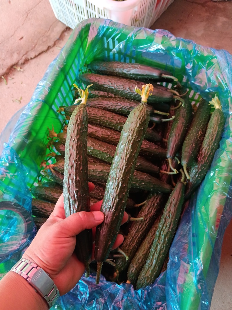 山东黄瓜蜜刺，顶花带刺，大量供应一手货源，支持全国发货
