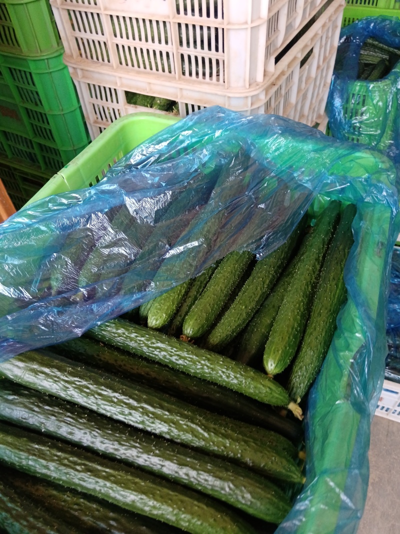 山东黄瓜蜜刺，顶花带刺，大量供应一手货源，支持全国发货