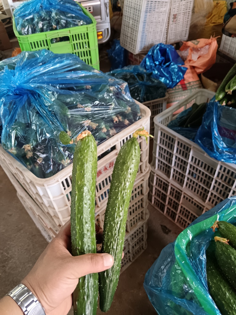山东黄瓜蜜刺，顶花带刺，大量供应一手货源，支持全国发货