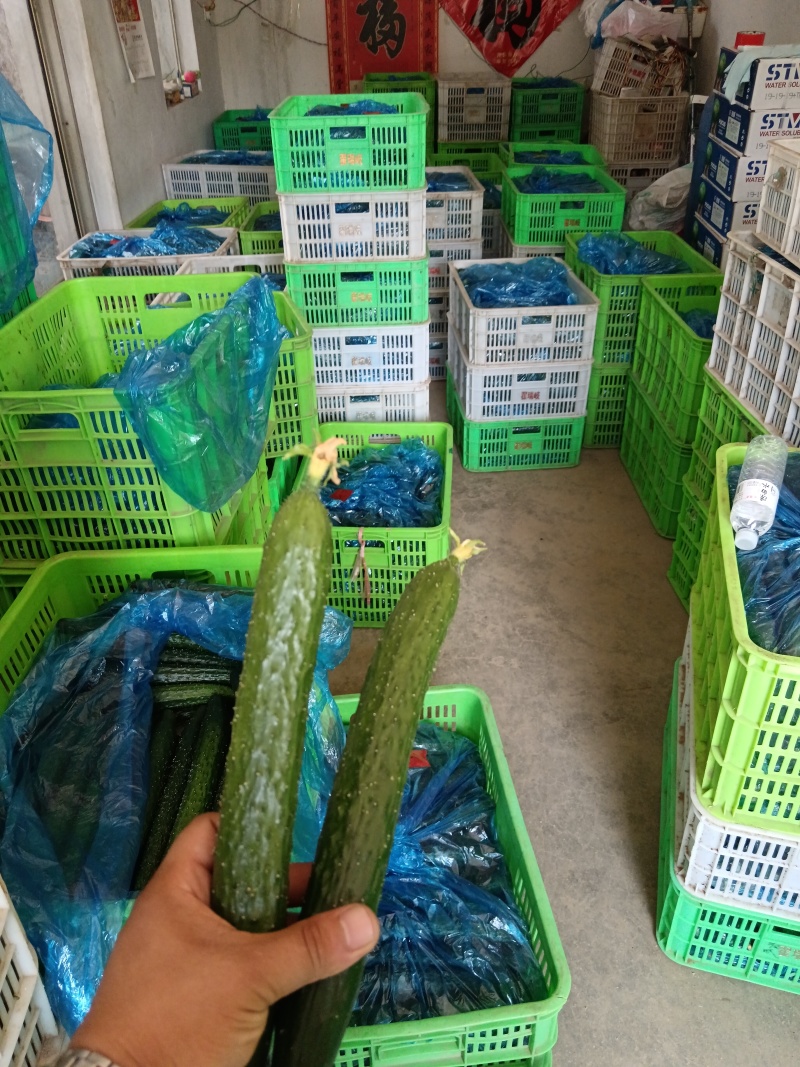 山东黄瓜蜜刺，顶花带刺，大量供应一手货源，支持全国发货