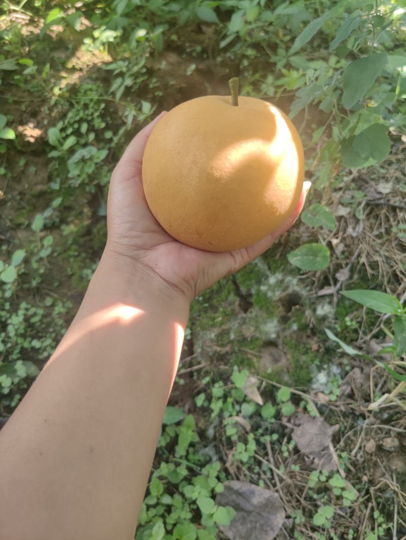 可以跟秋月媲美的丰水梨，你吃过吗？来，请你吃梨