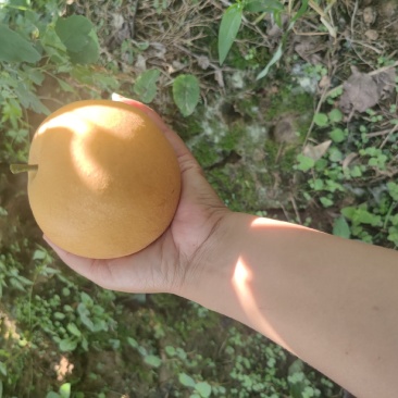 可以跟秋月媲美的丰水梨，你吃过吗？来，请你吃梨