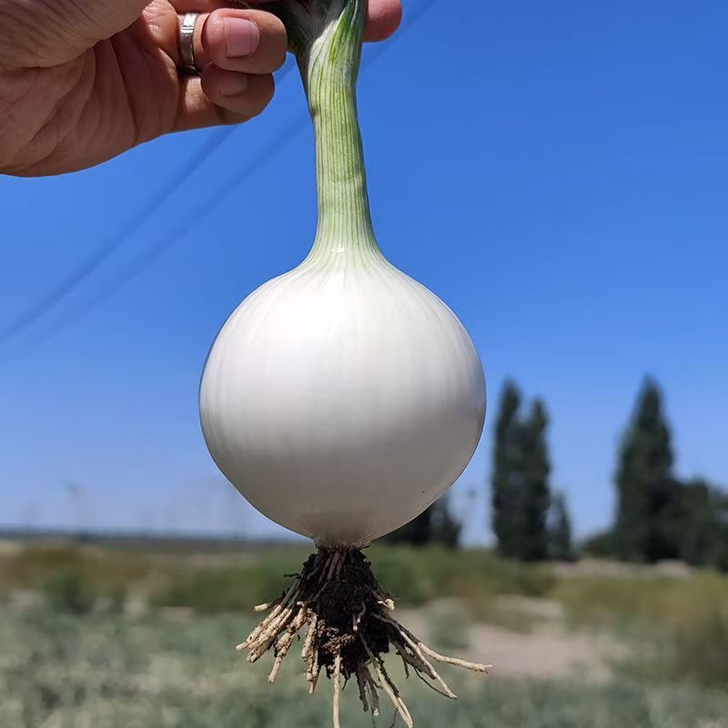 璐玉珍珠白中熟白皮洋葱种子品质好商品性佳秋冬种