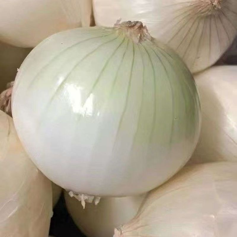 璐玉珍珠白中熟白皮洋葱种子品质好商品性佳秋冬种