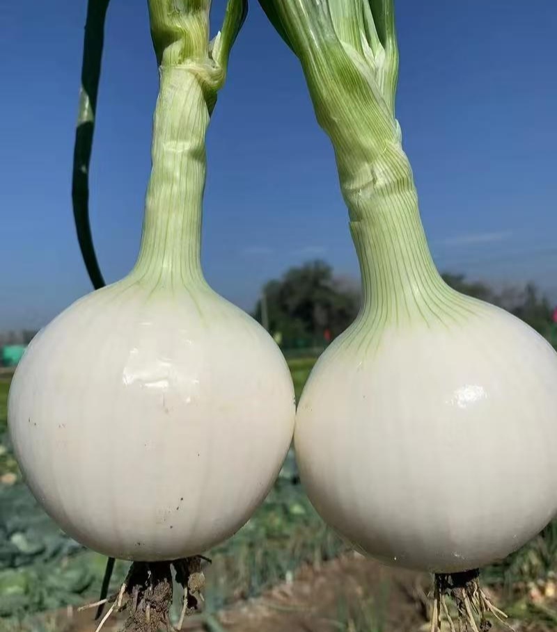 璐玉珍珠白中熟白皮洋葱种子品质好商品性佳秋冬种