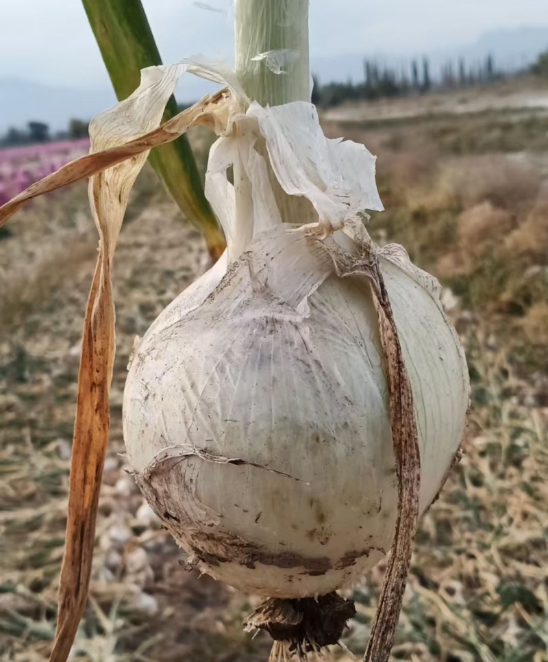 璐玉珍珠白中熟白皮洋葱种子品质好商品性佳秋冬种
