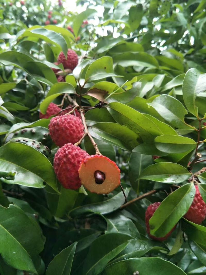 仙进奉荔枝