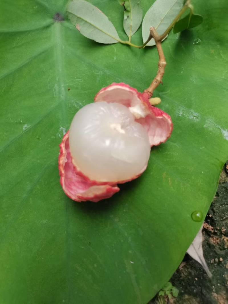 仙进奉荔枝