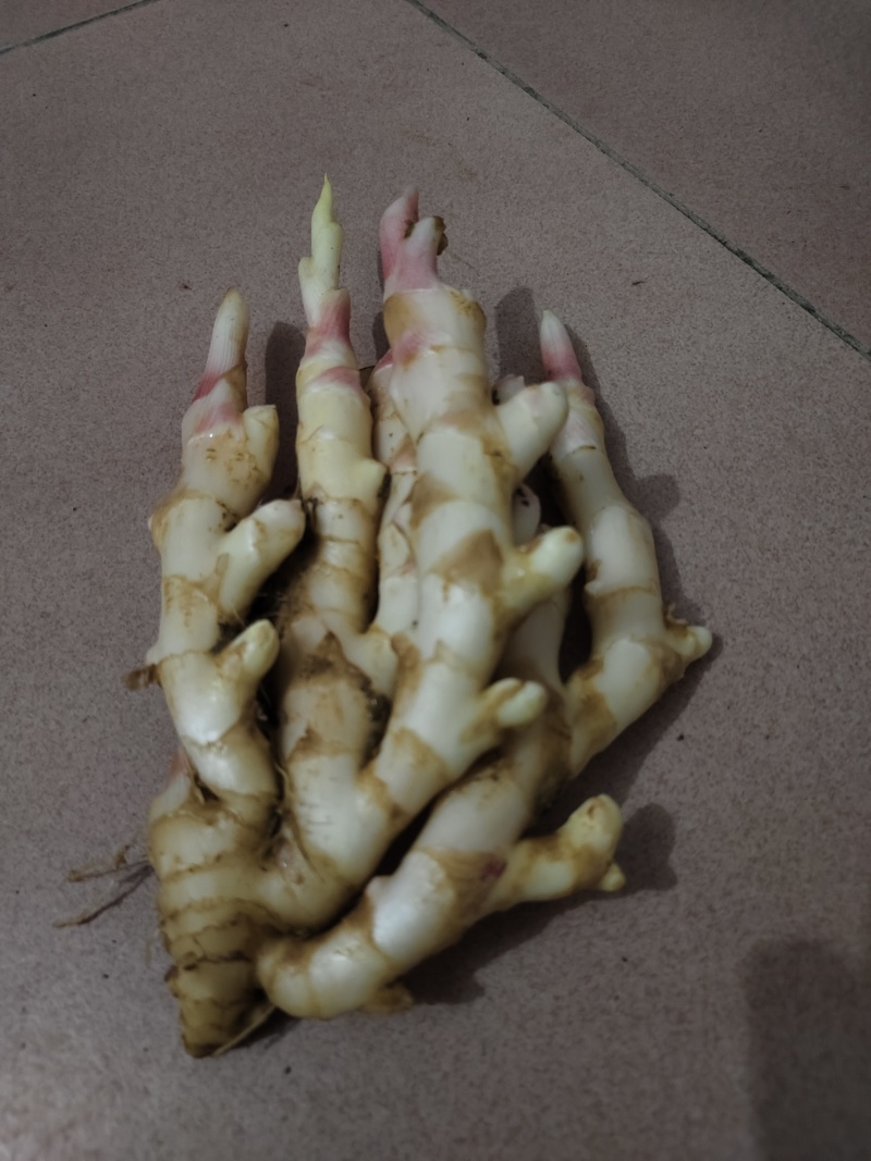 新鲜子姜生姜大瑶山地嫩姜