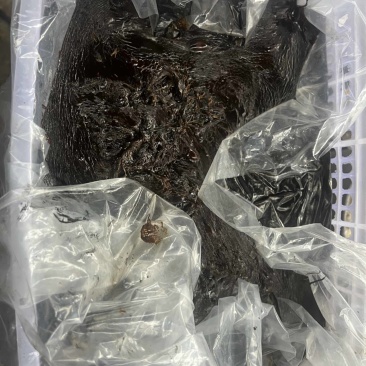 猪胆膏