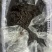猪胆膏