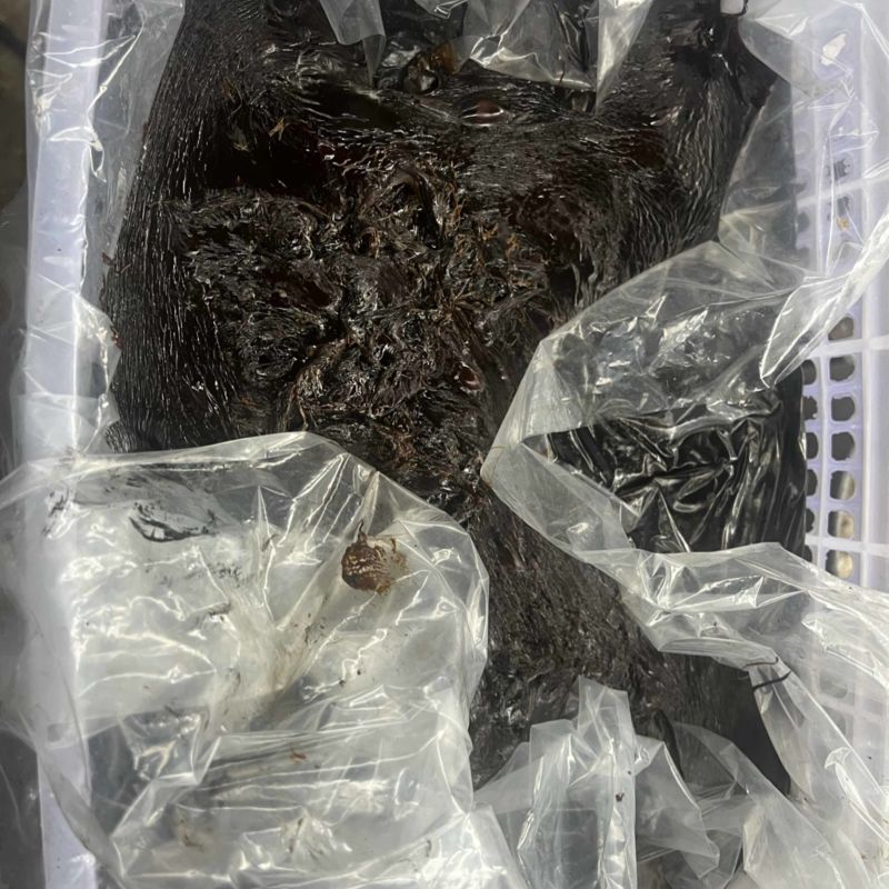 猪胆膏