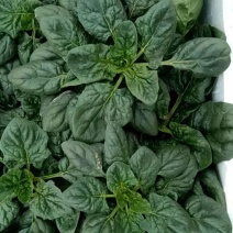 汇蔬黑钻菠菜种子耐抽苔抗病菠菜叶片圆形半直立春秋播种