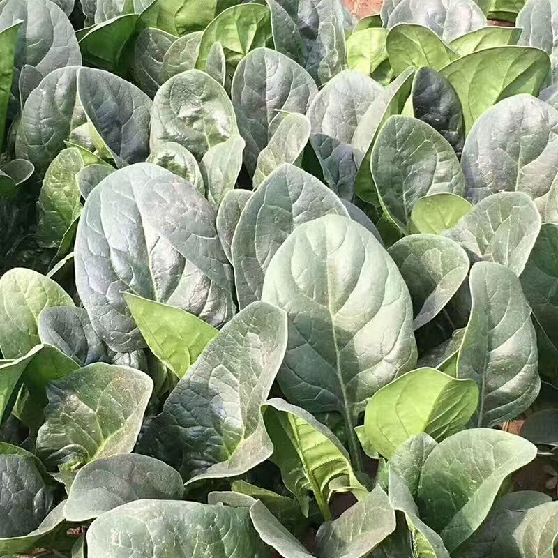 汇蔬黑钻菠菜种子耐抽苔抗病菠菜叶片圆形半直立春秋播种
