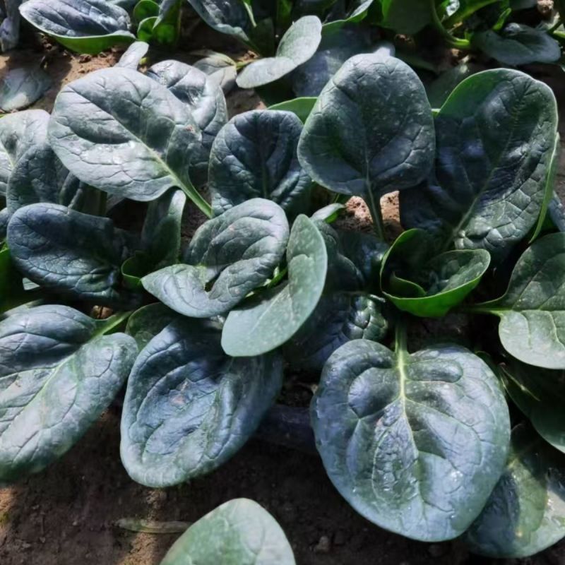 汇蔬黑钻菠菜种子耐抽苔抗病菠菜叶片圆形半直立春秋播种