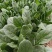 汇蔬黑钻菠菜种子耐抽苔抗病菠菜叶片圆形半直立春秋播种