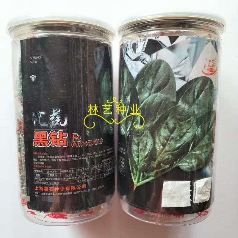 汇蔬黑钻菠菜种子耐抽苔抗病菠菜叶片圆形半直立春秋播种