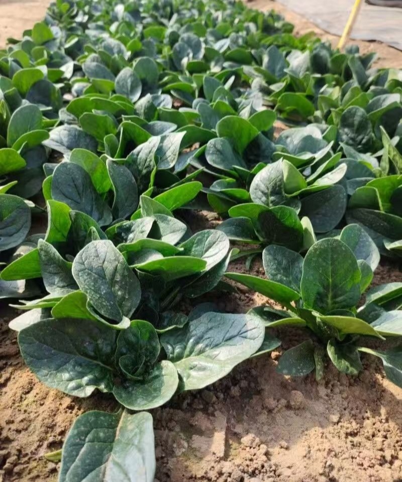 汇蔬黑钻菠菜种子耐抽苔抗病菠菜叶片圆形半直立春秋播种