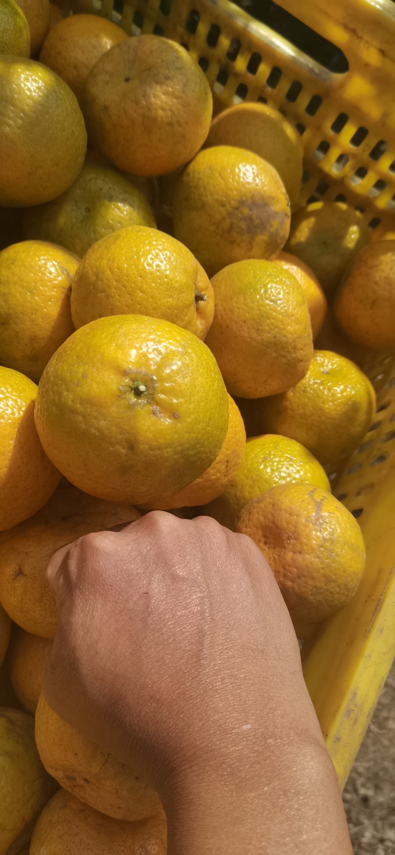 广东新会陈皮