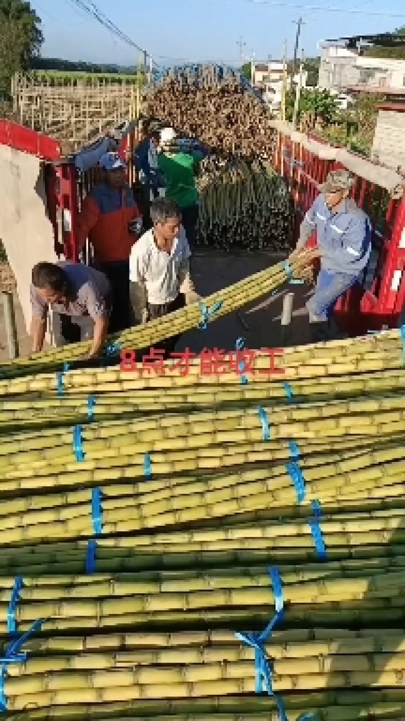 广东黄金大甘蔗大量有货，10斤一颗结巴长价格便宜