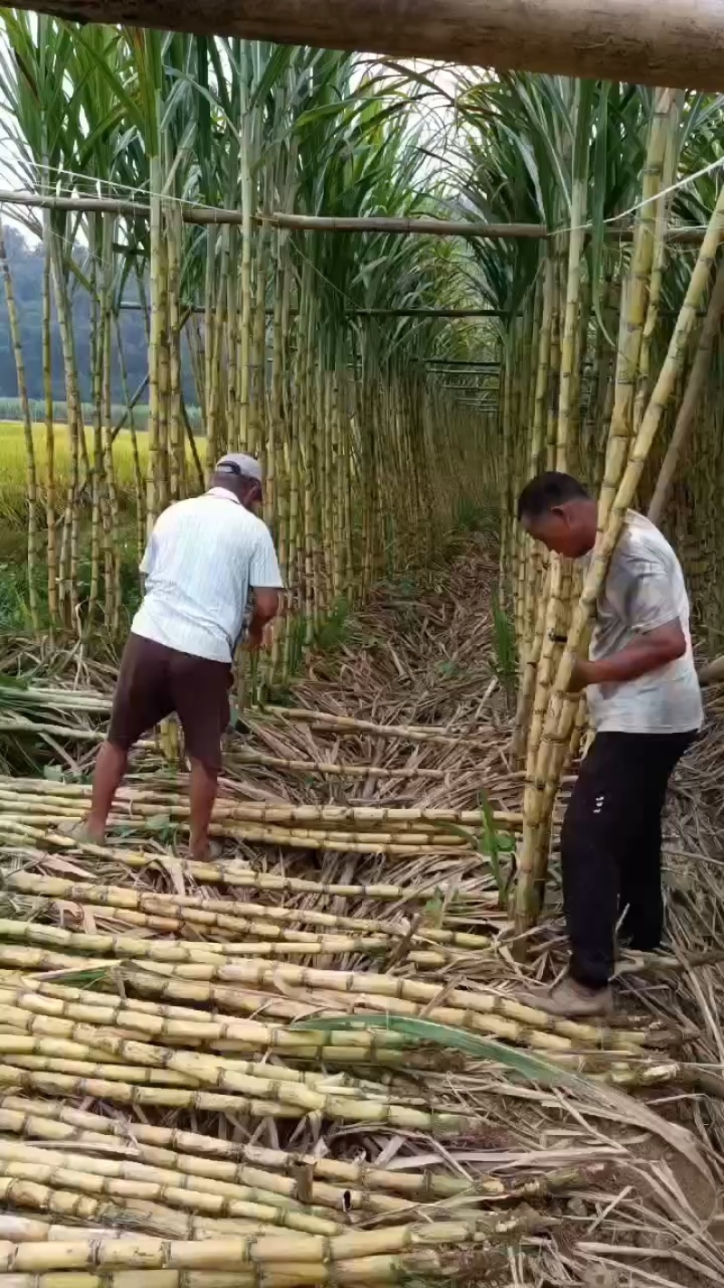 广东黄金大甘蔗大量有货，10斤一颗结巴长价格便宜