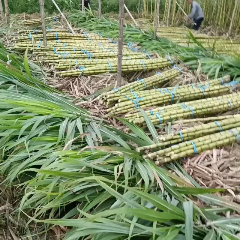 广东黄金大甘蔗大量有货，10斤一颗结巴长价格便宜