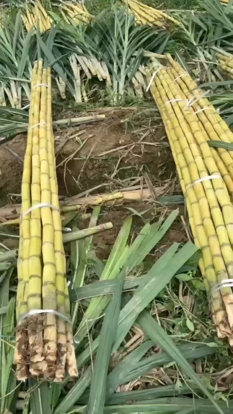 广东黄金大甘蔗大量有货，10斤一颗结巴长价格便宜