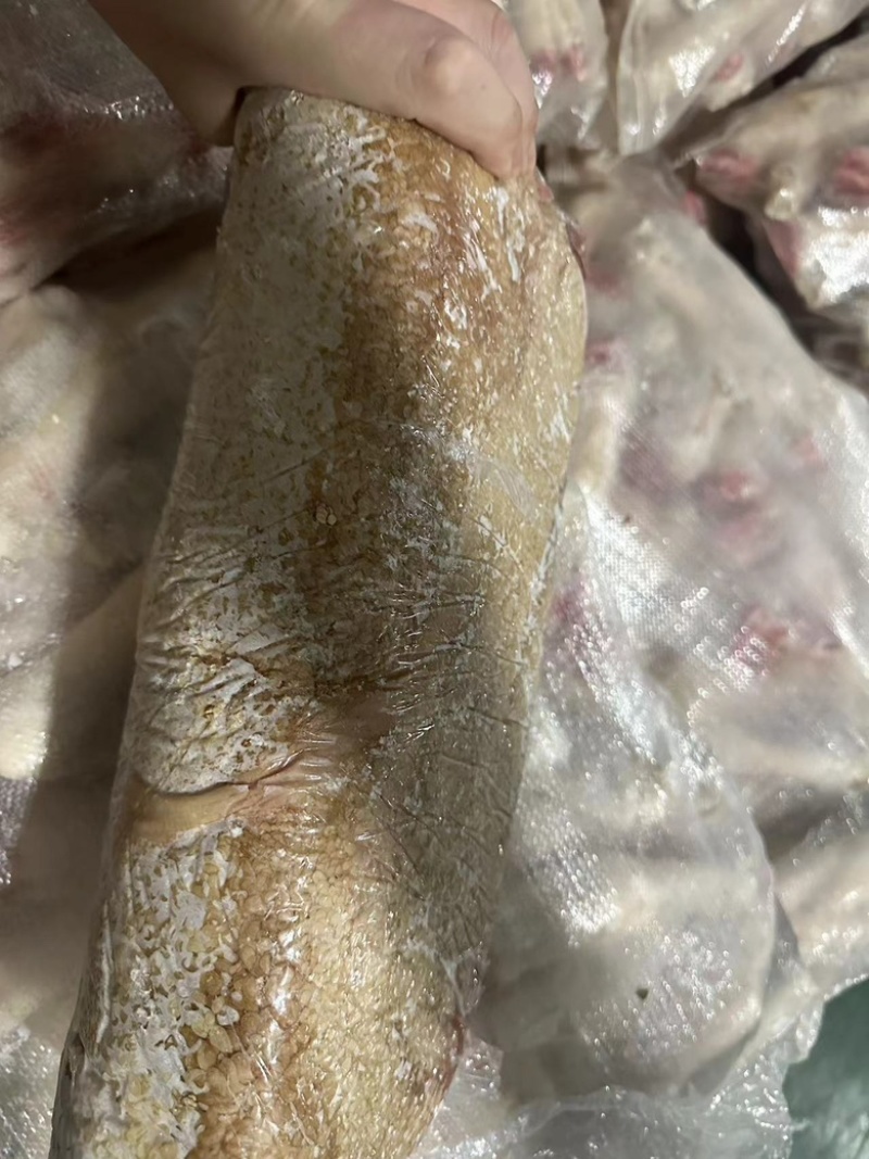 羊肚黄毛肚黄羊肚羊毛肚毛短肚厚