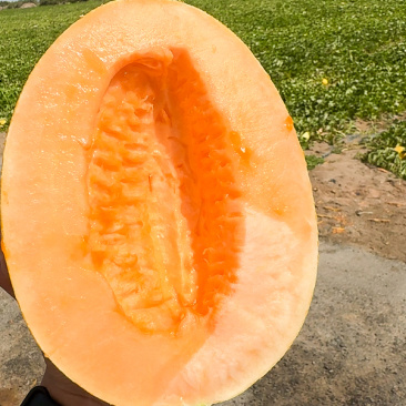 哈密瓜