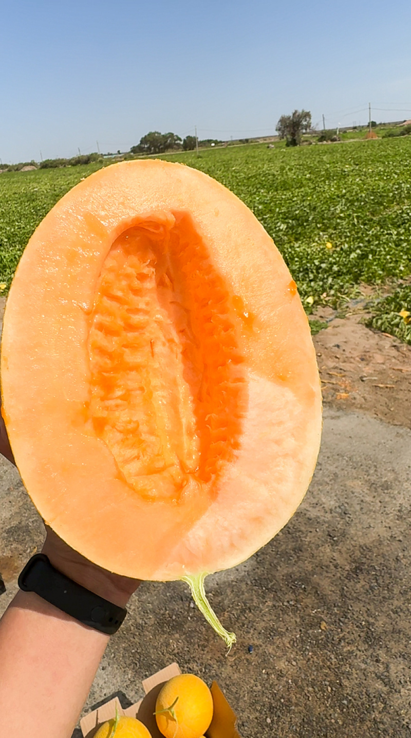 哈密瓜