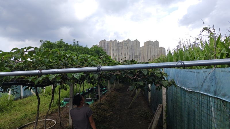 丹东凤城软枣猕猴桃，支持【电商一件代发】和【市场供货】～