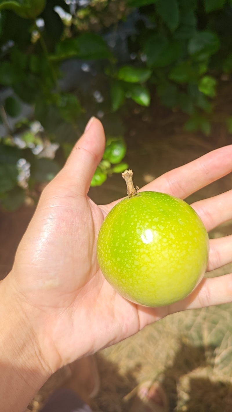 钦蜜9号百香果，保质保量，精品货，需要代办联系