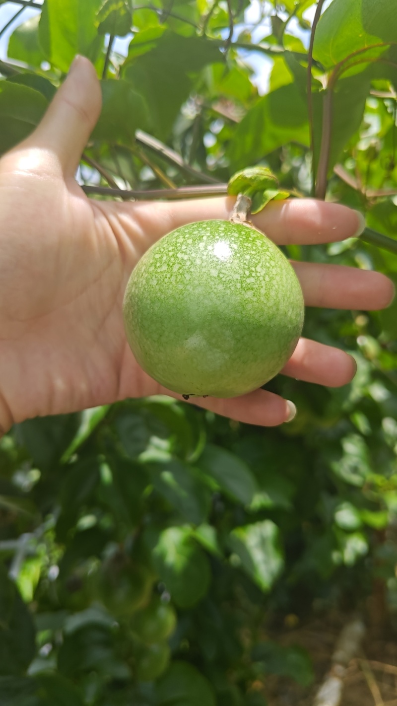 钦蜜9号百香果，保质保量，精品货，需要代办联系