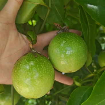 钦蜜9号百香果，保质保量，精品货，需要代办联系