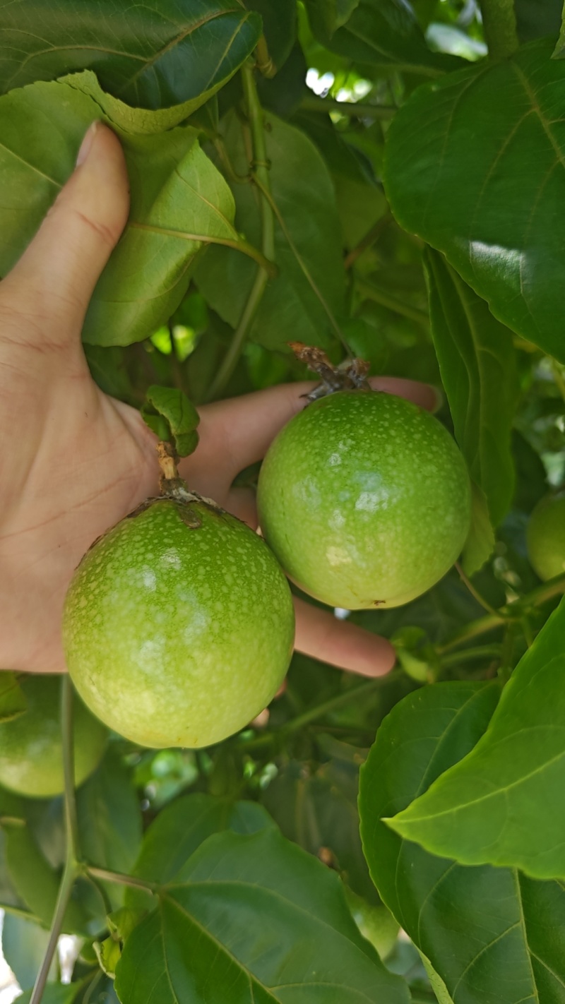 钦蜜9号百香果，保质保量，精品货，需要代办联系
