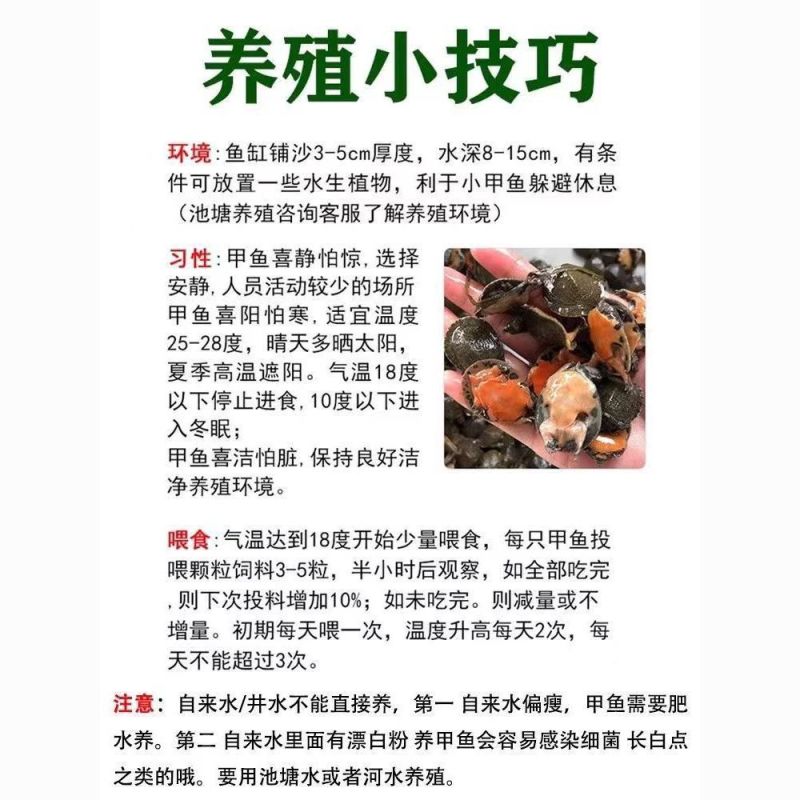 批发小甲鱼苗大苗中华鳖可食用鲜活水鱼团鱼苗外塘养冷水养殖