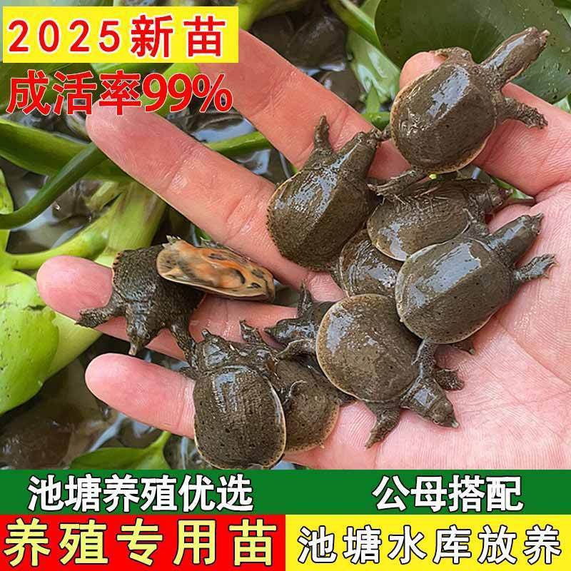 批发小甲鱼苗大苗中华鳖可食用鲜活水鱼团鱼苗外塘养冷水养殖