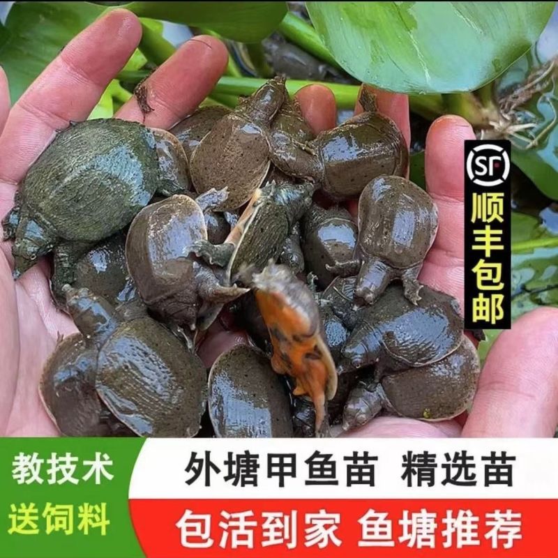 批发小甲鱼苗大苗中华鳖可食用鲜活水鱼团鱼苗外塘养冷水养殖