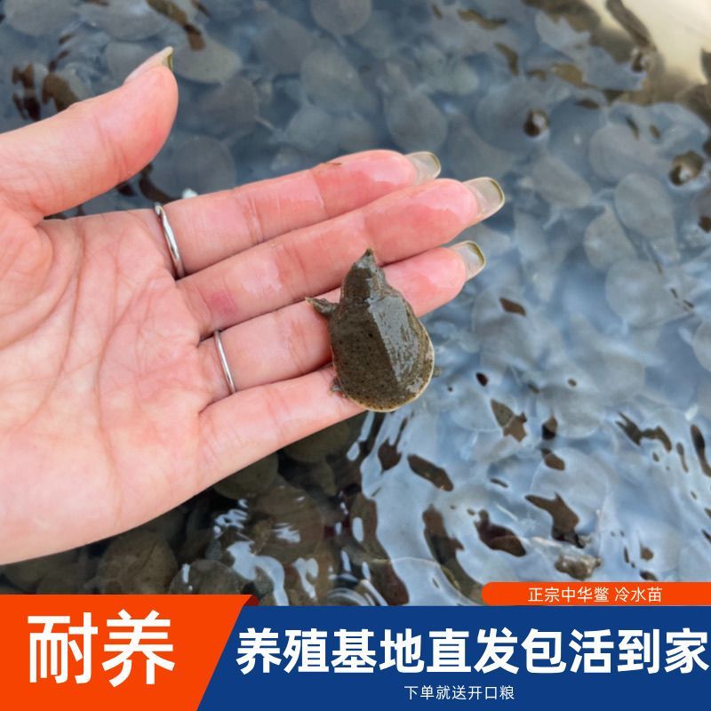 批发小甲鱼苗大苗中华鳖可食用鲜活水鱼团鱼苗外塘养冷水养殖