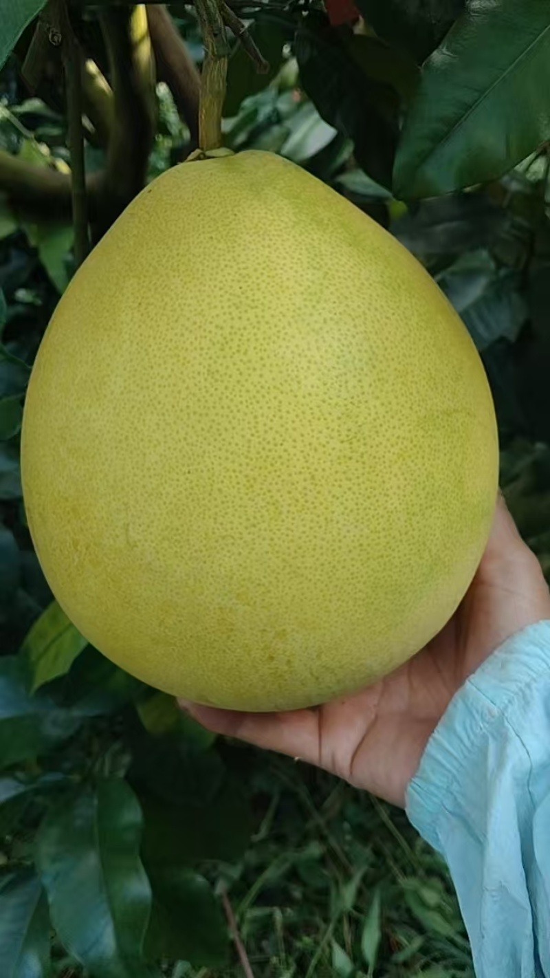 梅州红心蜜柚三红蜜柚