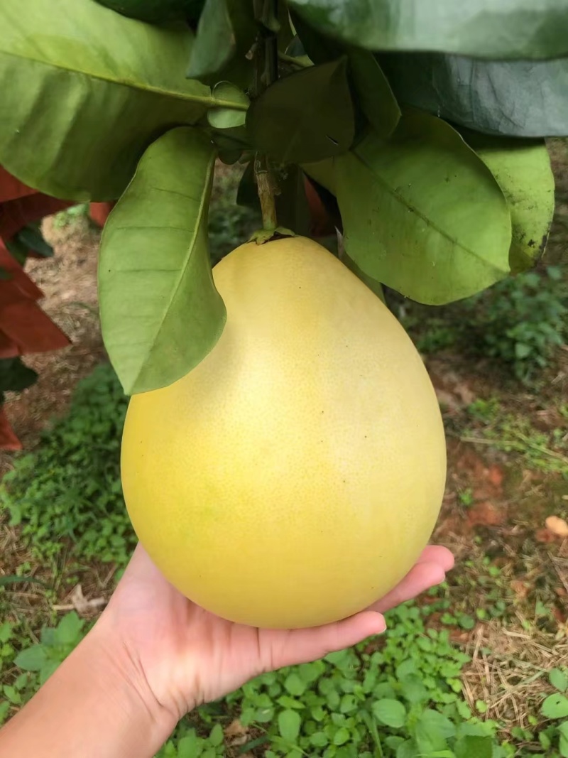 梅州红心蜜柚三红蜜柚