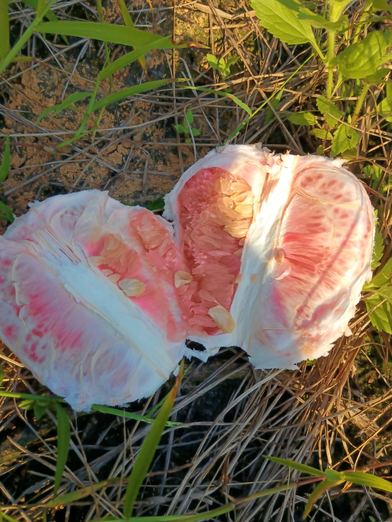 梅州红心蜜柚三红蜜柚