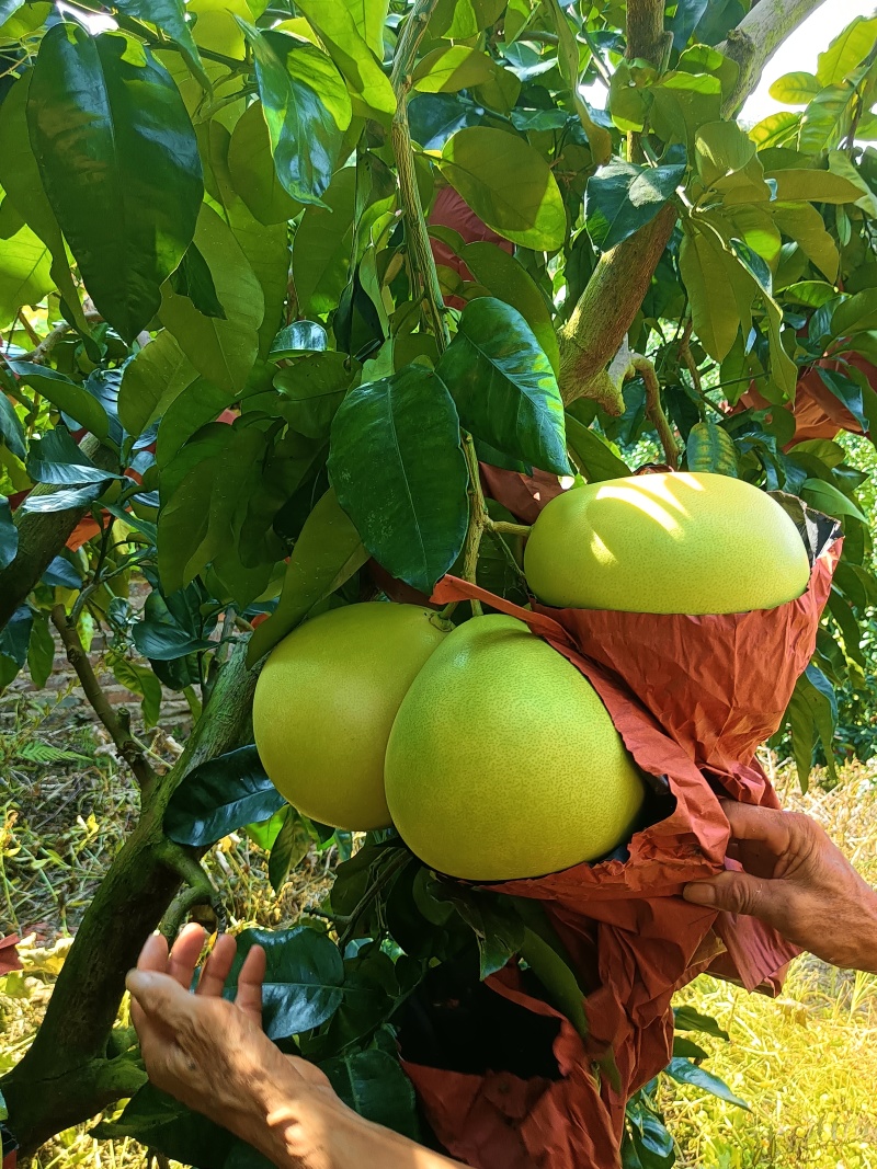 梅州红心蜜柚三红蜜柚