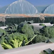西蓝花种植基地甘肃玉门西蓝花产业联盟2025年西蓝花产业