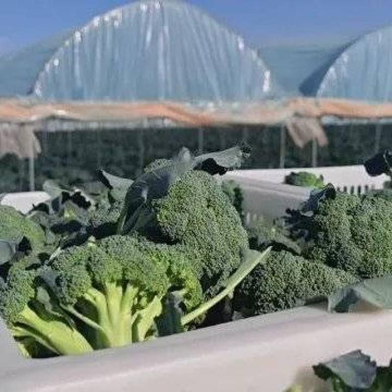 西蓝花种植基地甘肃玉门西蓝花产业联盟2025年西蓝花产业