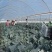 西蓝花种植基地甘肃玉门西蓝花产业联盟2025年西蓝花产业