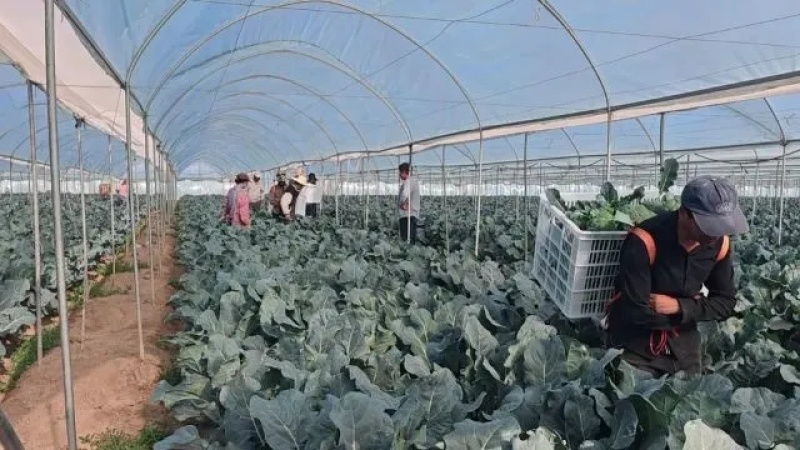 西蓝花种植基地甘肃玉门西蓝花产业联盟2025年西蓝花产业