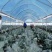 西蓝花种植基地甘肃玉门西蓝花产业联盟2025年西蓝花产业