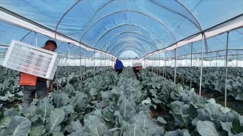 西蓝花种植基地甘肃玉门西蓝花产业联盟2025年西蓝花产业